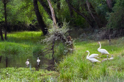 Cygnes, photographie nature, zipanatura