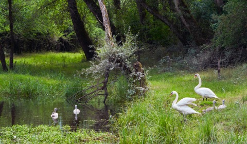 Cygnes, photographie nature, zipanatura