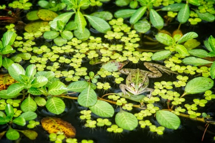 La grenouille