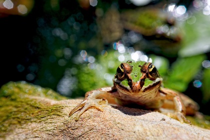 Grenouille verte