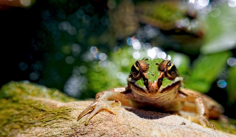 Grenouille verte