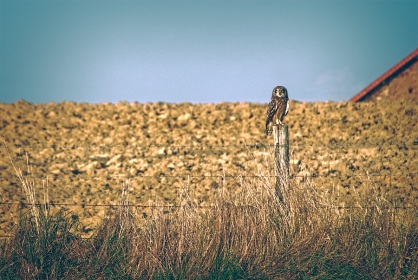 Hibou des marais