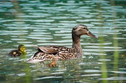 Canards colverts