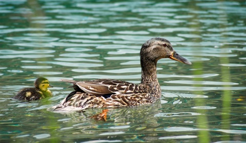 Canards colverts