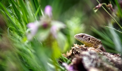 Lézard des souches femelle