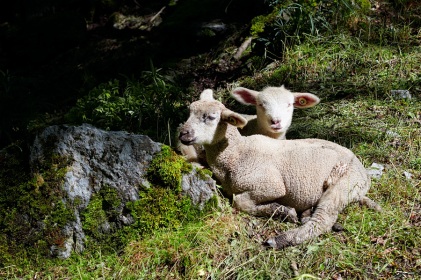 Petits moutons