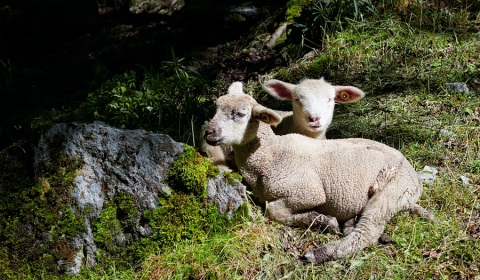 Petits moutons