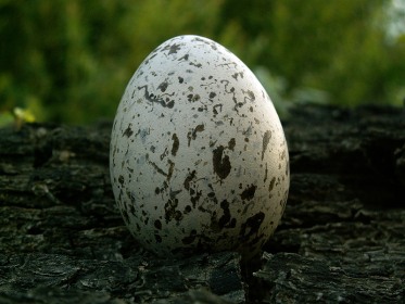 Oeuf de sterne