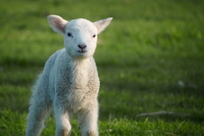 Petit mouton