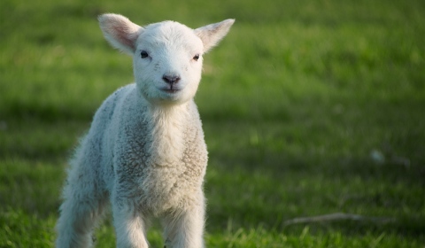 Petit mouton
