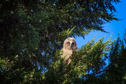 Poussin moyen duc,  Asio otus, photographie nature, zipanatura