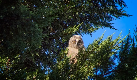 Poussin moyen duc,  Asio otus, photographie nature, zipanatura