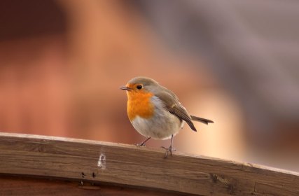 rouge-gorge