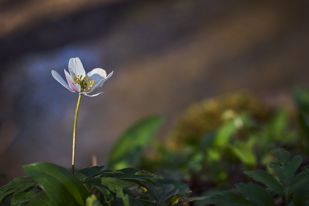 Anémone des bois