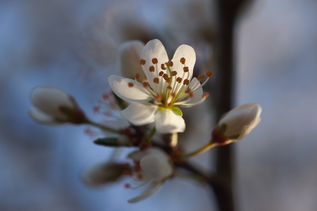 Fleurs d'épine noire