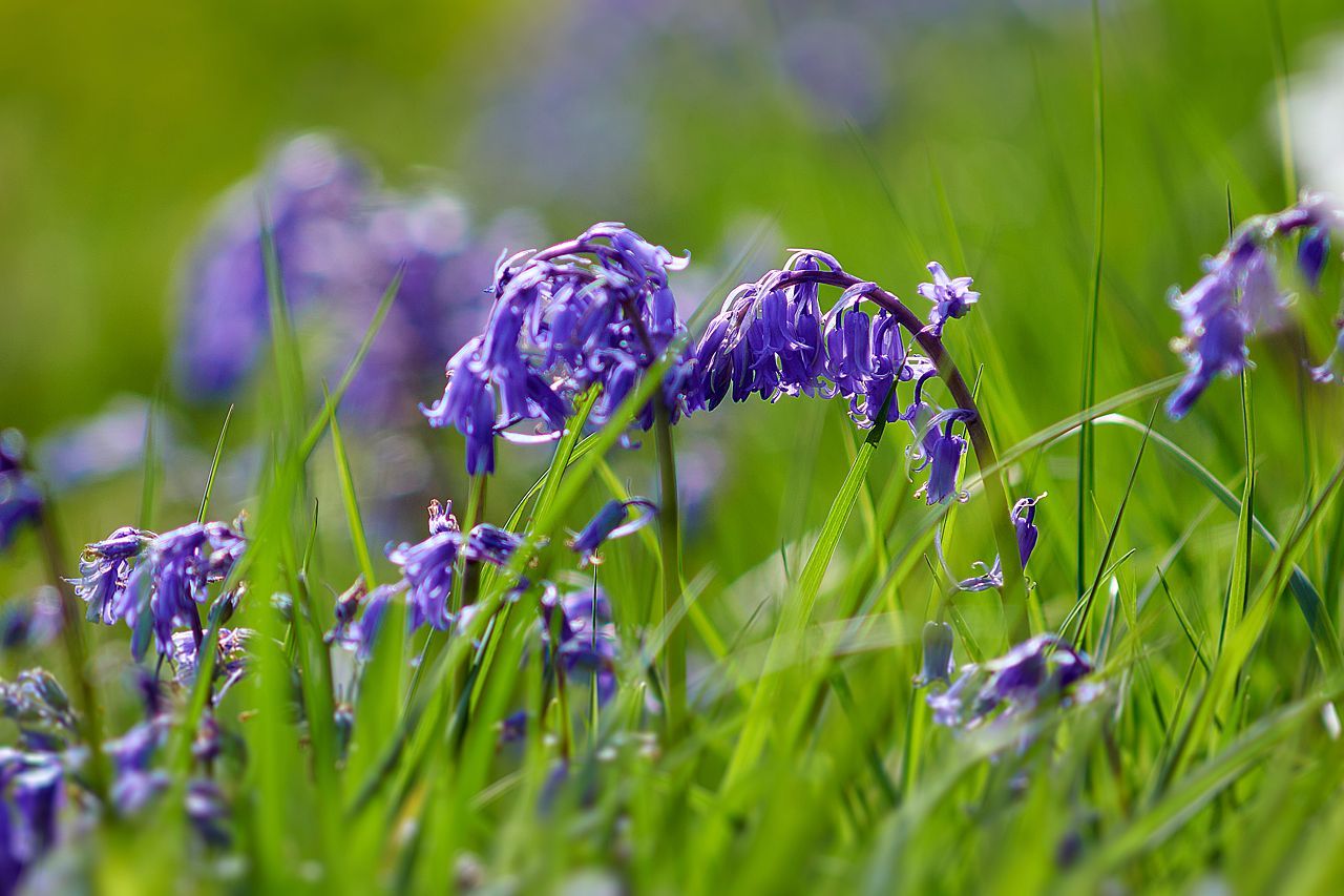 Jacinthe des bois