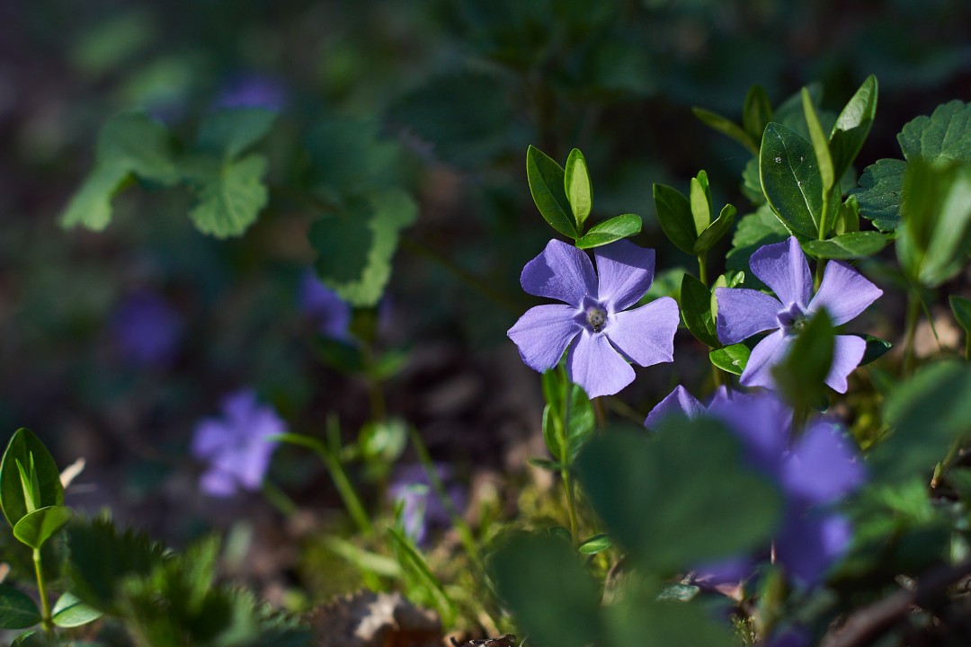 Fleurs de petite pervenche