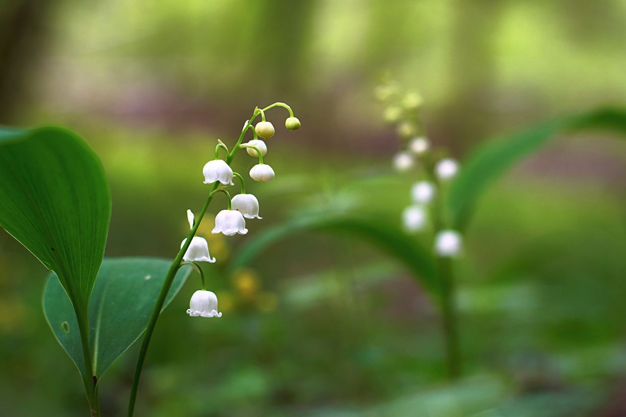 Muguet