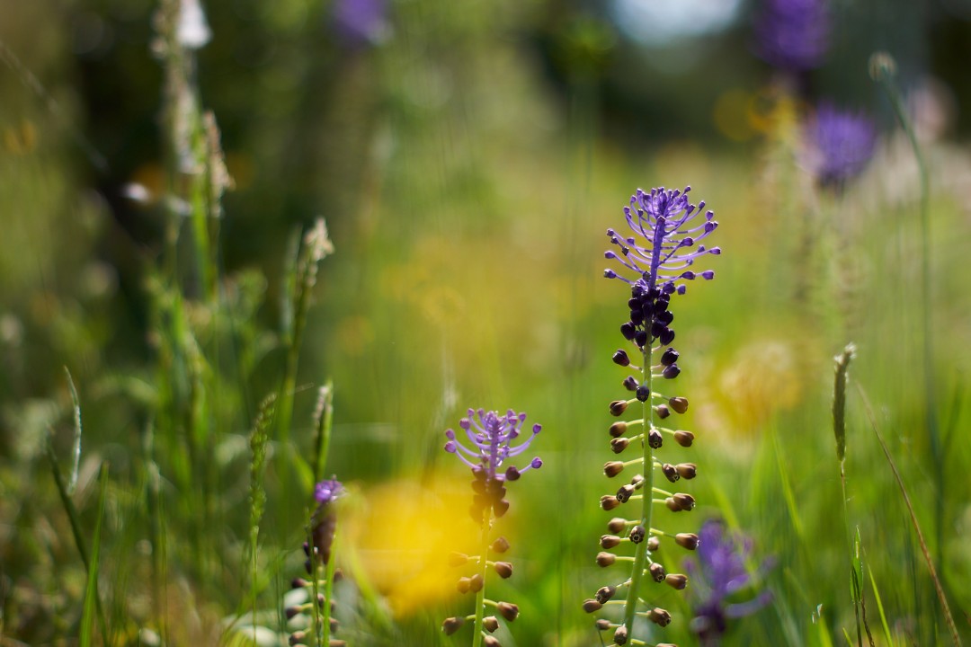 Muscari à toupet