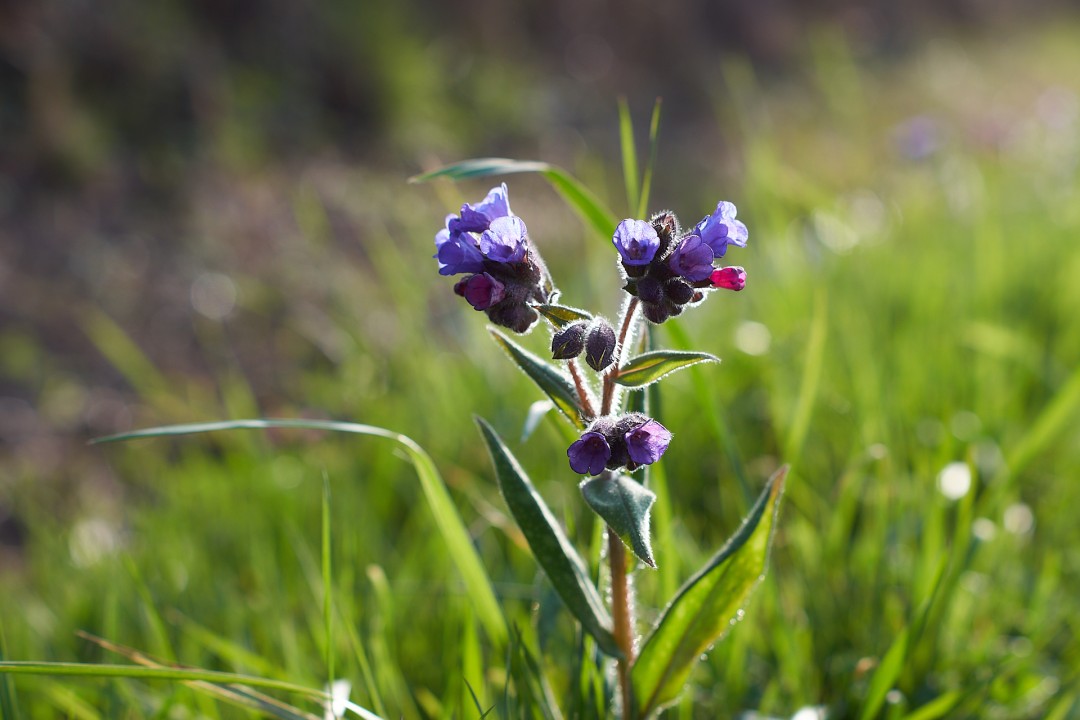 Fleurs de pulmonaire