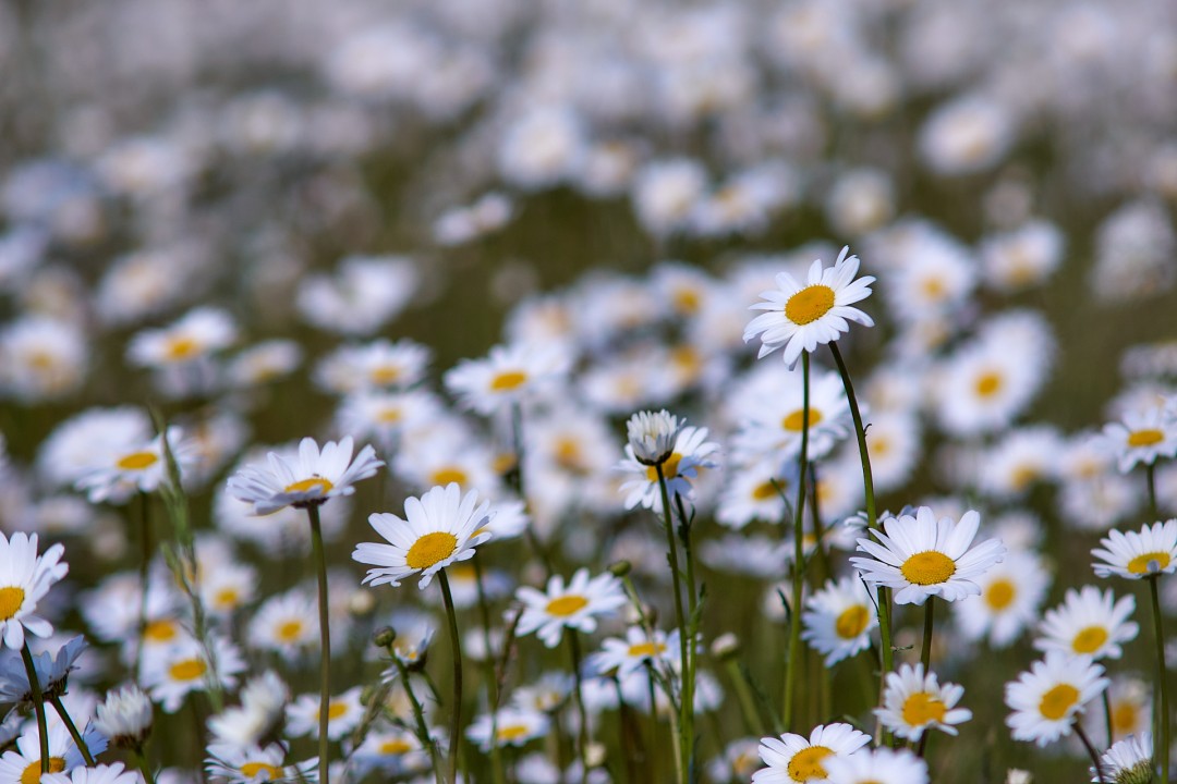 Marguerites