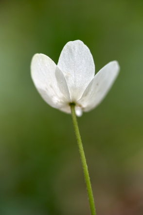 Anémone des bois