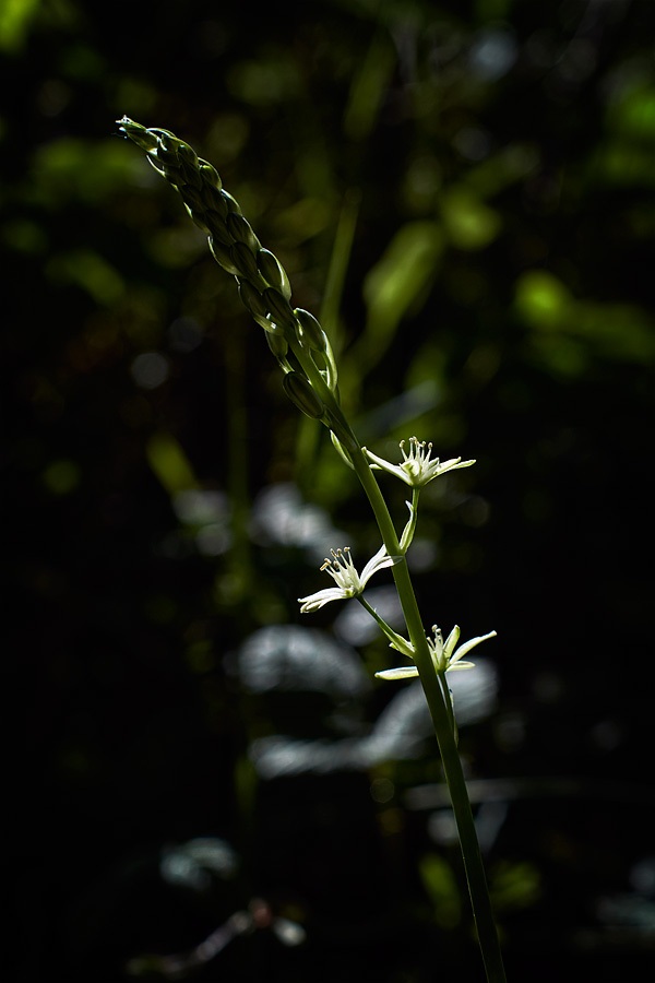 Aspergette, Ornithogalum pyrenaicum, photographie nature, zipanatura