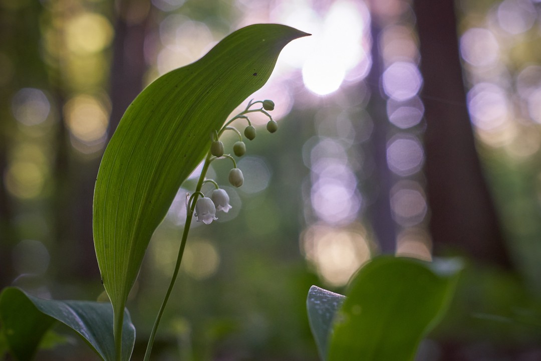 Muguet