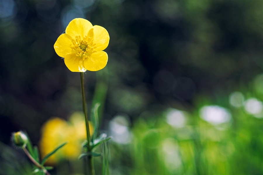 Bouton d'or