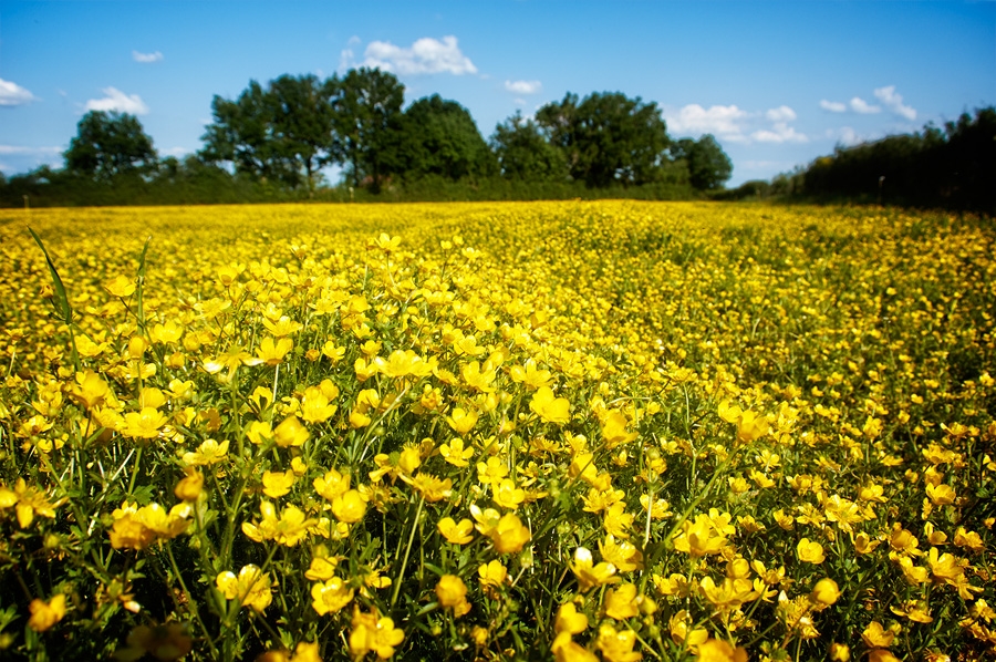 Boutons d'or, ranunculus repens