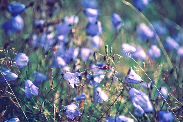 Campanules à feuilles rondes