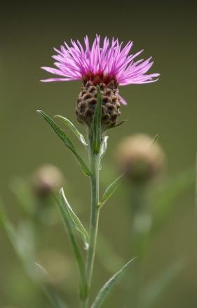 Centaurée jacée