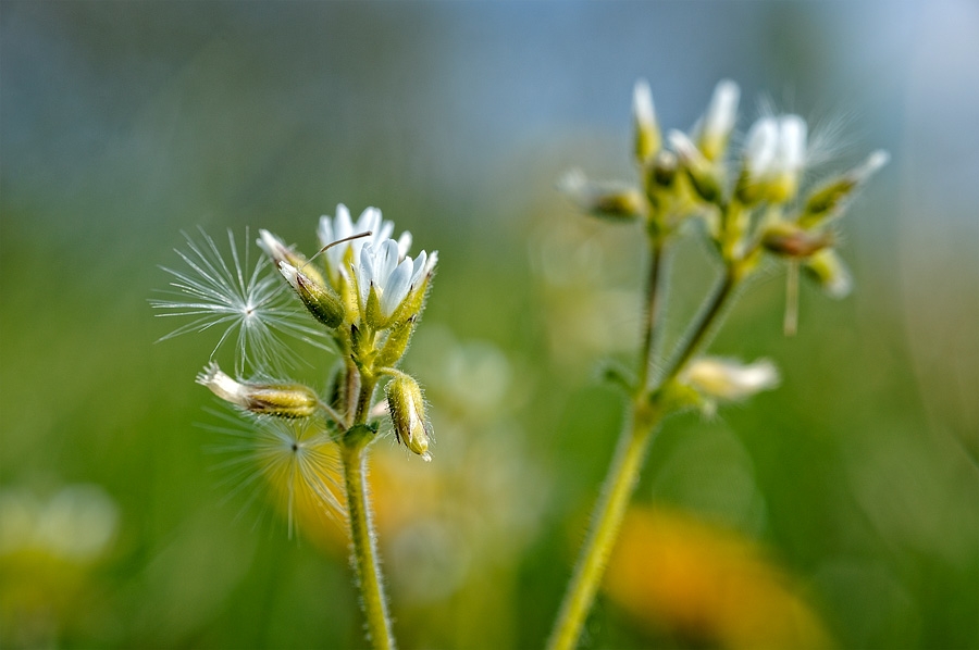 Ceraiste à fleurs agglomérées
