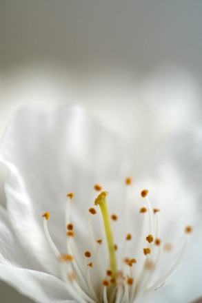 Fleur de cerisier