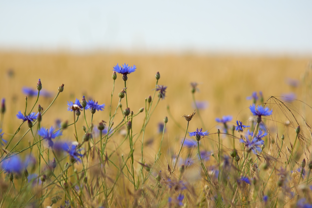 Champ de bleuets