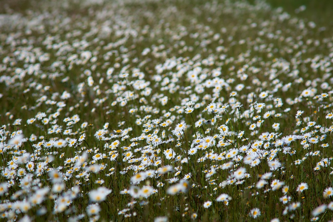 Marguerites