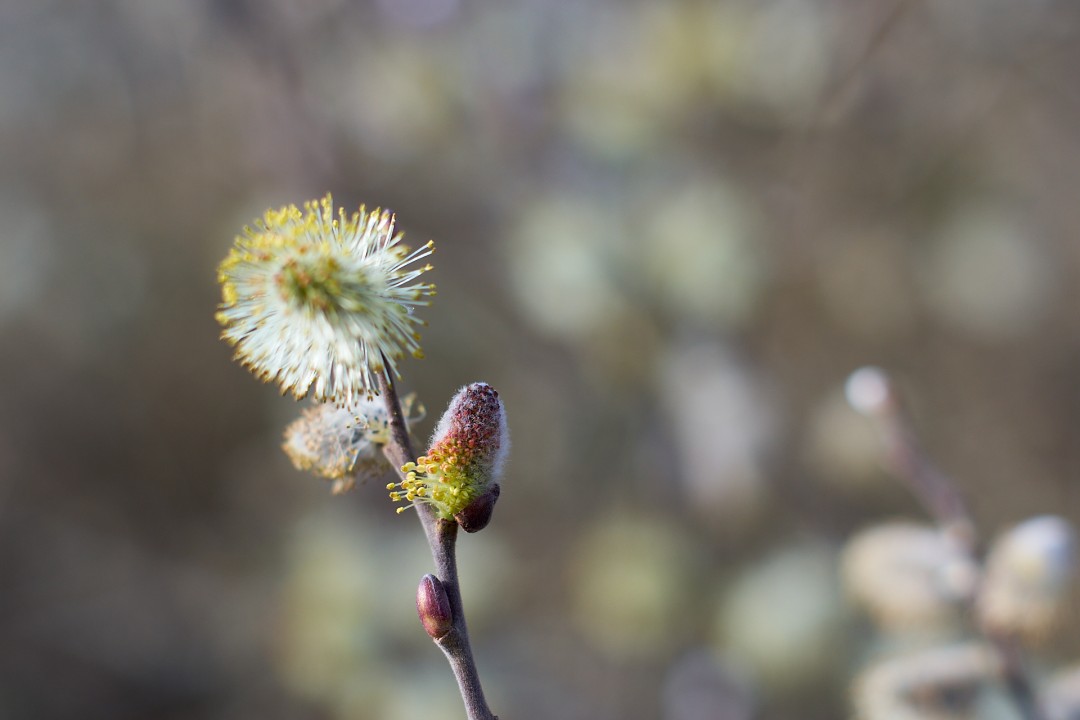 Chatons de saule