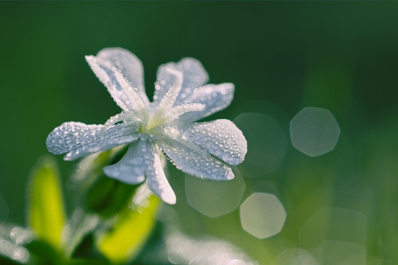 Compagnon blanc