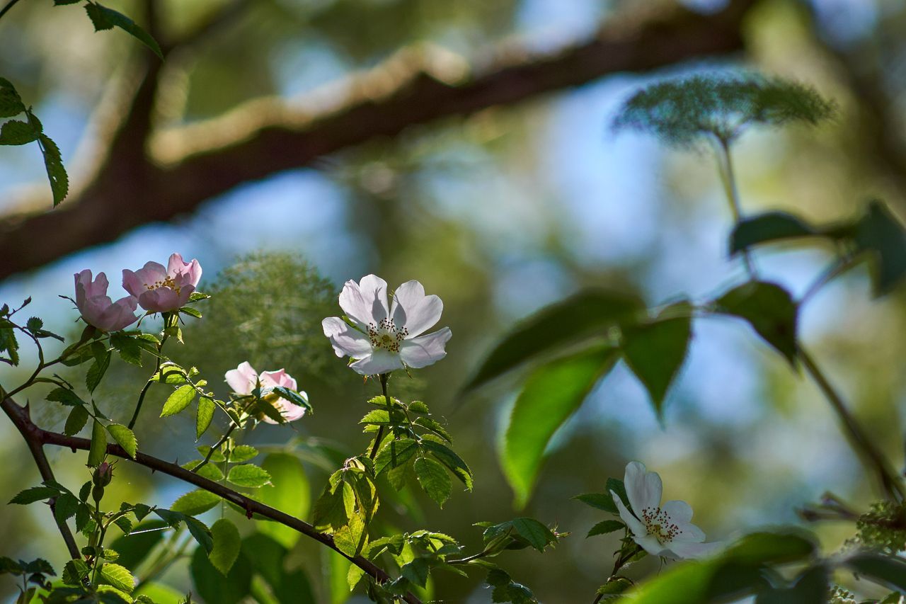 Fleurs d'églantier