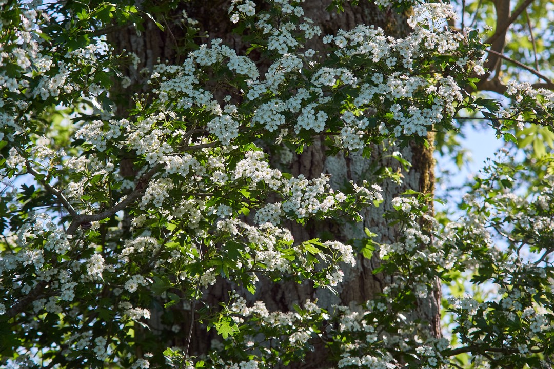 Epine blanche