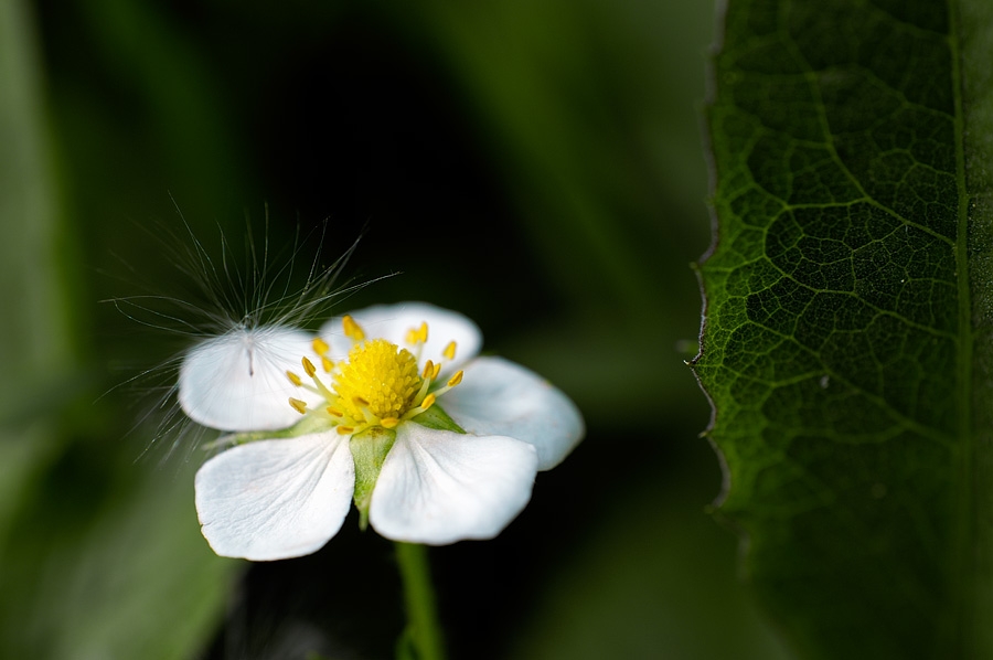 Fraise des bois