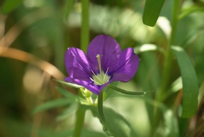 fleur-violet