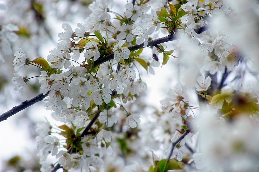 Fleurs de merisier