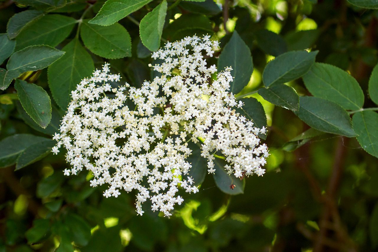 Fleurs de sureau