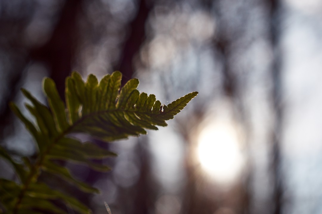 Fougère au soir