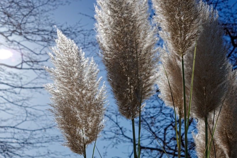 Roseau à plumes