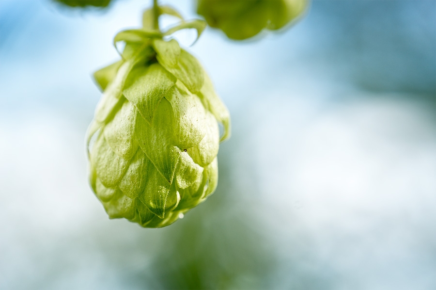 Houblon, humulus lupulus, photographie nature, zipanatura