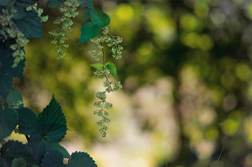 Houblon