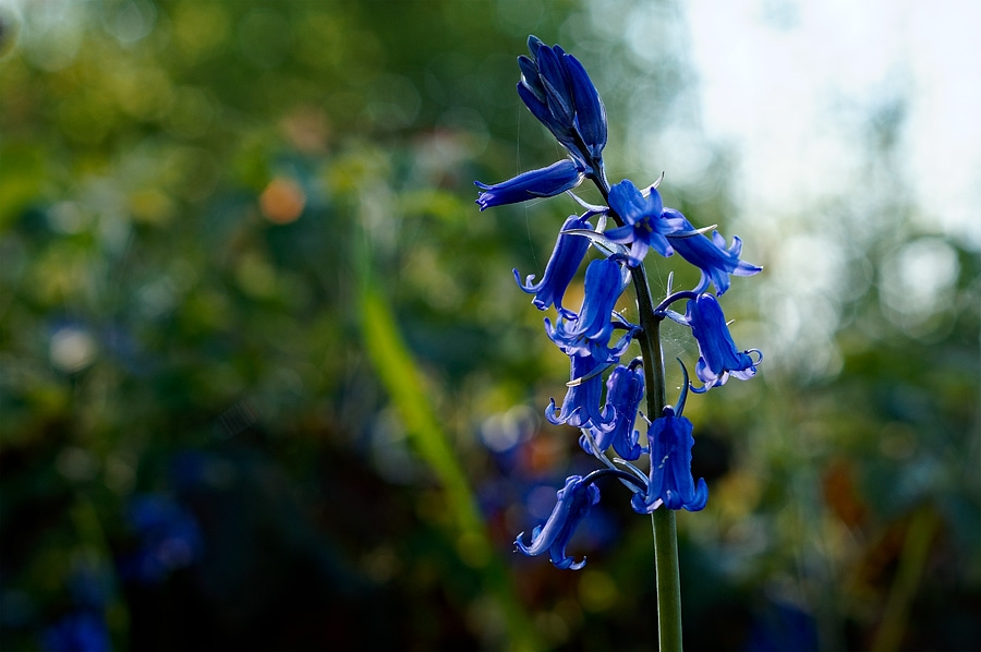 Jacinthe des bois