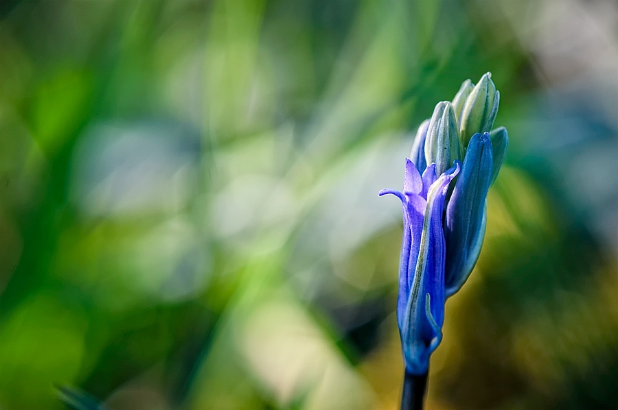 Jacinthe des bois
